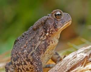 American Toad Profile by Ozark Stream Photography I love having toads and frogs in my gardens. This American Toad is great at keeping insect numbers in check!