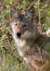 Coyote of the Ozarks photo by Gail E Rowley Ozark Stream Photography