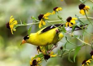 Male Goldfinch eats seeds of Coreopsis photo by Gail E Rowley Ozark Stream Photography