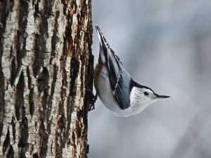 White-breasted Nuthatch on Walnut tree trunk photo by Gail E Rowley Ozark Stream Photography