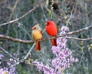 Male & female Cardinal sit in Redbud tree photo by Gail E Rowley Ozark Stream Photography