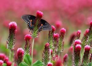 Spicebush Swallowtail in blooming crimson clover field photo by Gail E Rowley Ozark Stream Photography