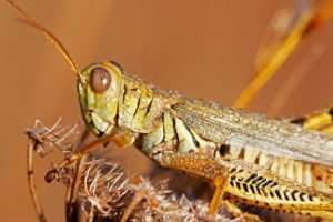 Macro Grasshopper photo by Gail Rowley Ozark Stream Photography