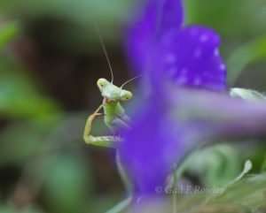 Immature Praying Mantis - Green photo by Gail E Rowley Ozark Stream Photography
