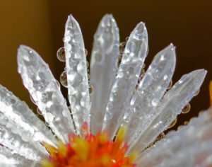 Native White Aster Blossom in Dew