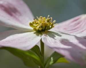 Macro photo of native pink dogwood blossom photo by Gail E Rowley Ozark Stream Photography