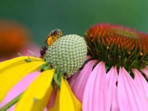 photography by Gail Rowley Native Gray Headed Coneflower and Purple Coneflower give nectar to important, tiny native bees.
