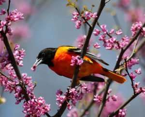Male Baltimore Oriole likes nectar of Redbud tree blossoms