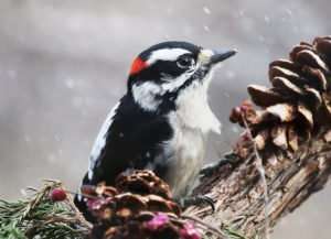 Male Downy Woodpecker loves peanut butter & suet in winter