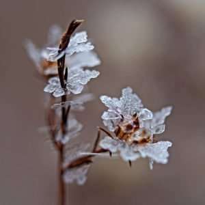Ice "Flowers" on Wild Aster in Ozarks