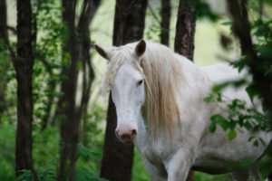 Wild Ozark Horse "Mother to Be"