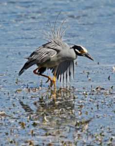 Photo of Yellow-crowned Night Heron after warning off another heron from feeding area