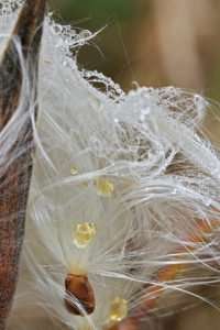 Asclepias tuberosa disperses seeds with white "hair" to help them carry on the wind.