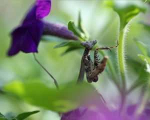 Immature Brown Praying Mantis in petunias