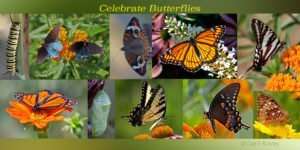 variety of butterflies to raise awareness & appreciation of butterflies and all ‎Lepidoptera