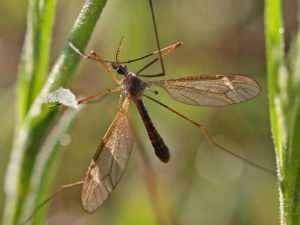 Crane Fly with dewdrops - note its "Haltere"