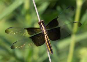 Widow Skimmer Dragonfly in Regal Tallgrass Prairie