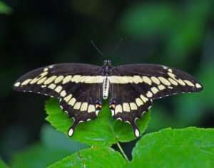 giant swallowtails in Ozarks are indeed very large, and very beautiful