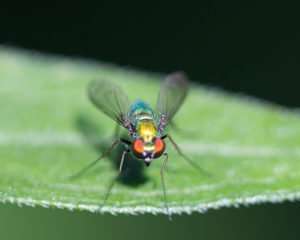 Long Legged Fly is a predator and does not bite people