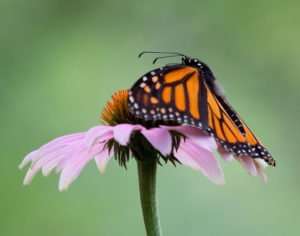 Monarch Loves Echinacea purpurea nectar