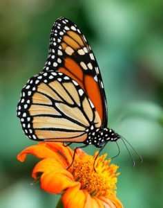 The Monarch latin name is Danaus plexippus