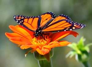 Male Monarch butterfly on Mexican Torch Sunflower