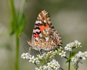 Painted Lady butterfly nectars on Buckwheat blossoms