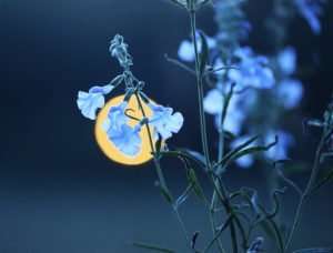 Pitcher Sage (Salvia azura) Moonlit Evening