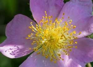Prairie Rose has a heavenly fragrance. The native shrub grows well in Prairie State Park, Missouri