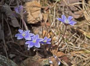 Native Round-Lobed Hepatica is sometimes called "Liver Leaf"
