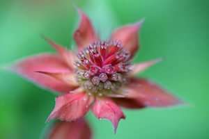 Scarlet Monarda has a bright red crown that looks very interesting as the flower opens