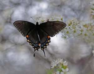 yet-unidentified Swallowtail nectars on wild plum blossoms
