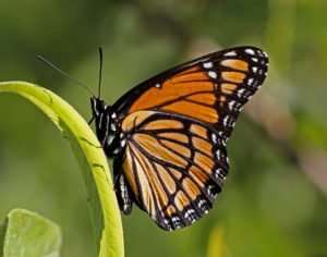 Viceroy Butterfly on Black Willow
