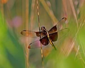 Widow Skimmers are superb hunters