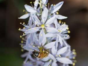 Native wild hyacinth has a wonderful fragrance.