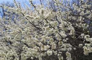 Wild Plum trees are beneficial for countless pollinators as well as wildlife