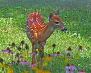 White-tailed Spotted Fawn photo by Gail E Rowley Ozark Stream Photography