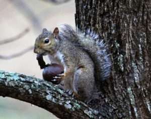Gray Squirrel 'Walnut Peeler' photo by Gail E Rowley Ozark Stream Photography