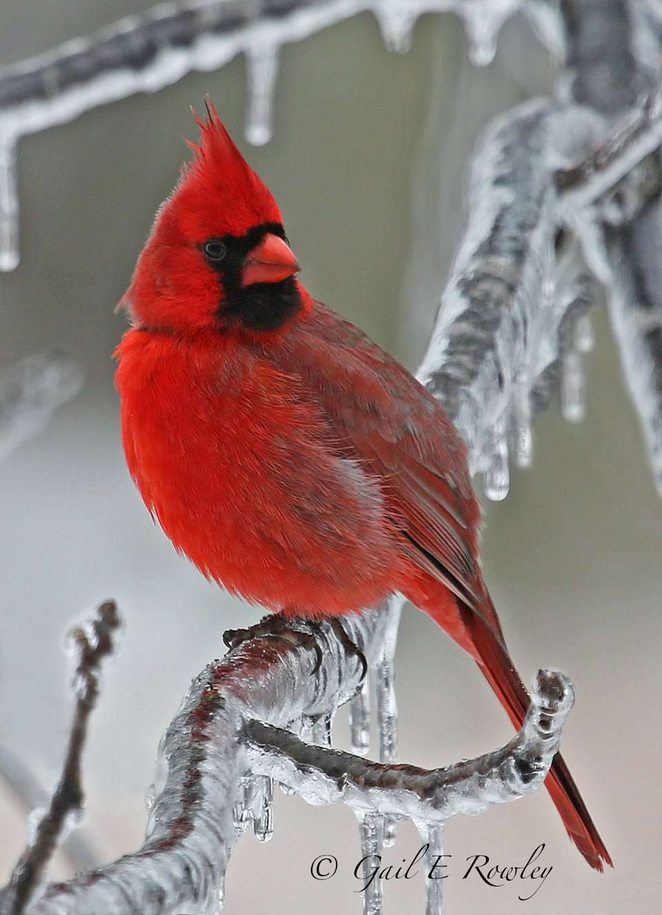 Male Cardinal Ice Tree