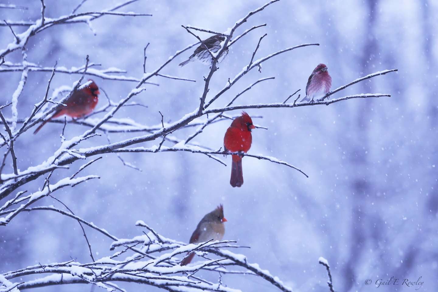 Songbirds in Ozark Snowstorm