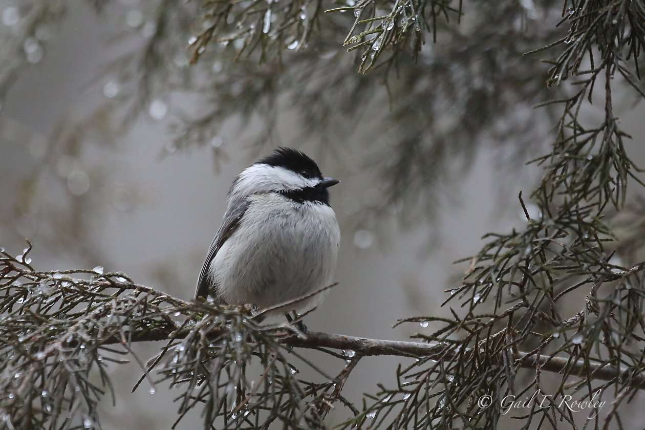 Carolina Chickadee Puffed-out in Wintry Cold
