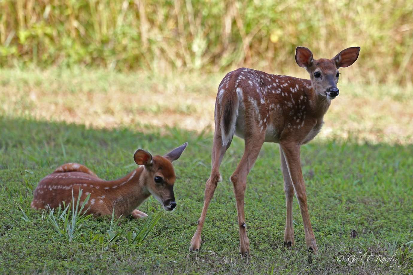 Twin Spotted Fawns