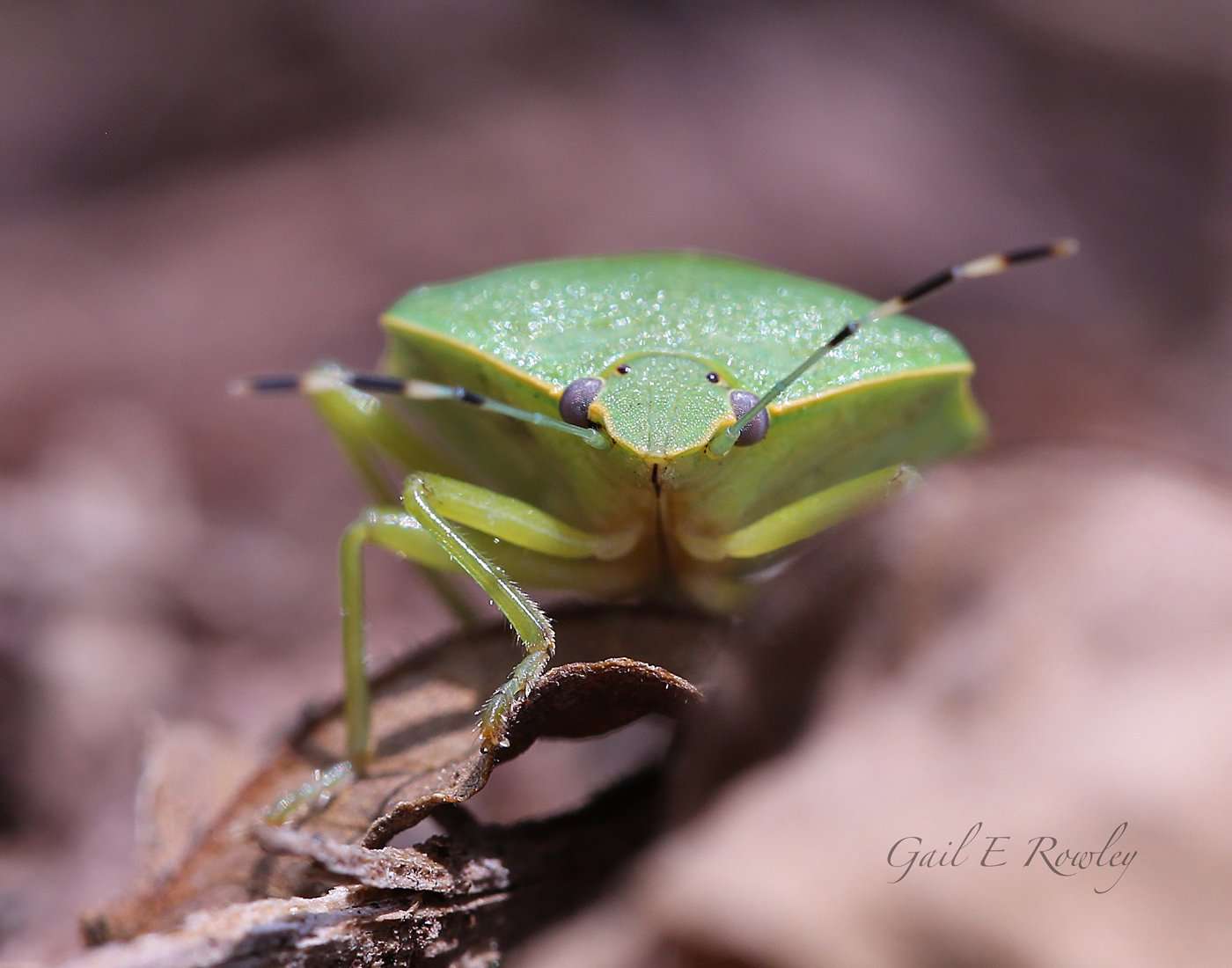 Green Soldier Bug (Chinavia hilaris)