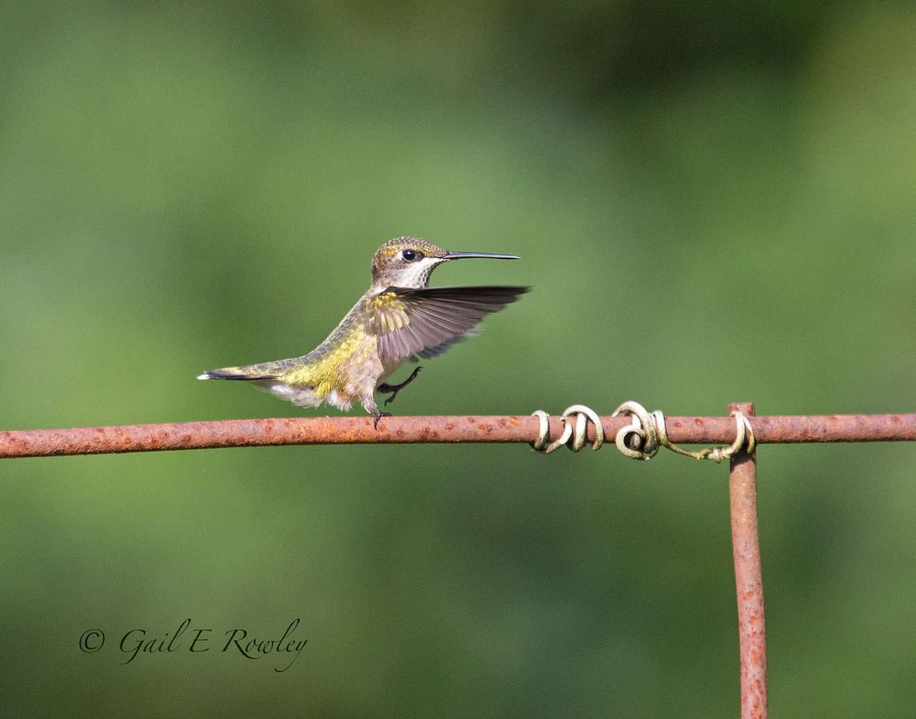 Hummingbird Dancing on Fence