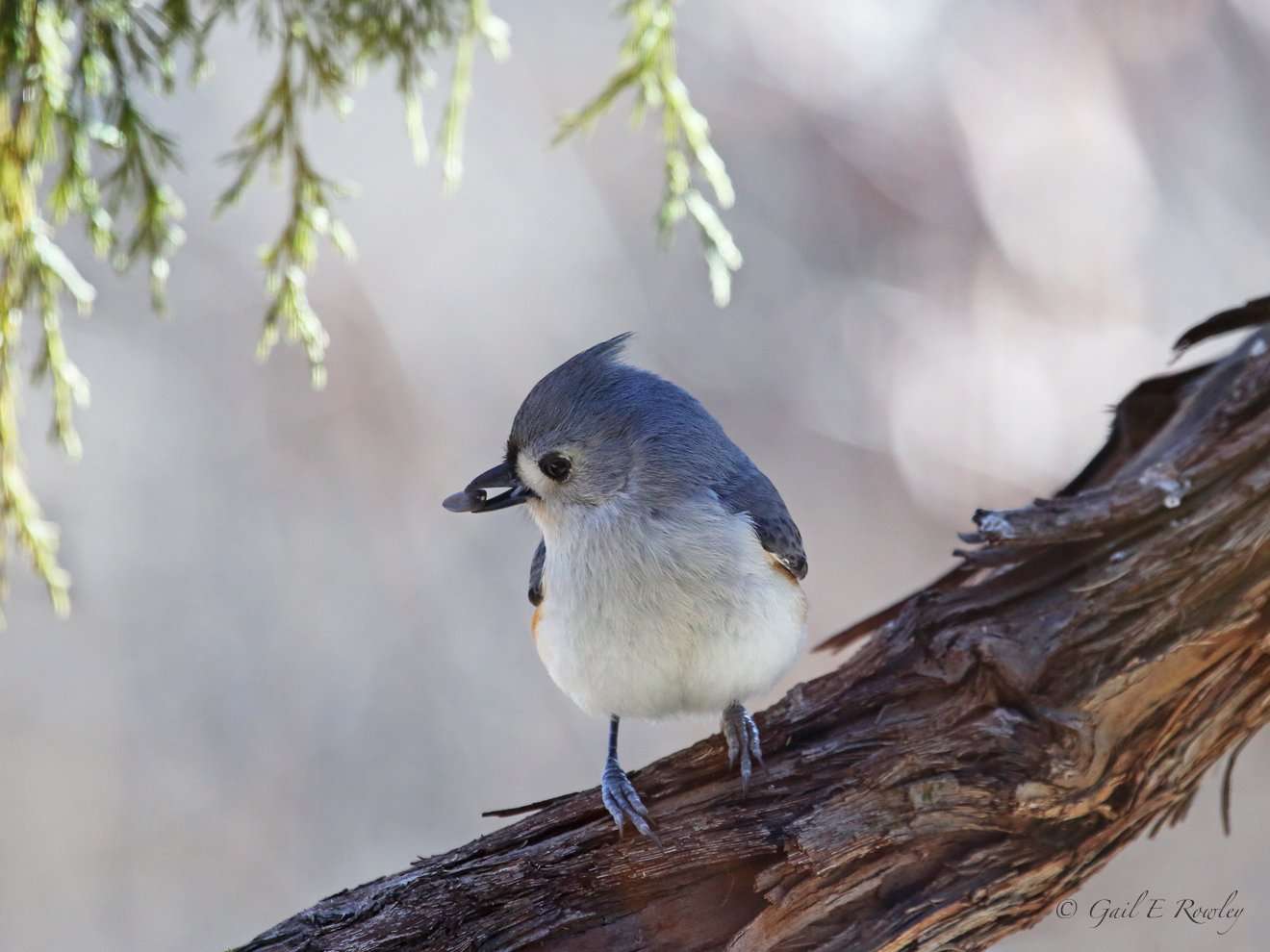 Tufted Titmouse Holds Seed