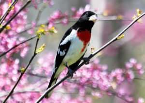 Male Rose-breasted Grosbeak among Redbud blossoms photo by Gail E Rowley Ozark Stream Photography