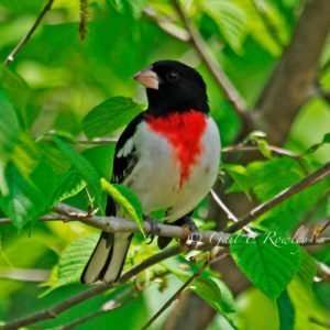 Rose-breasted Grosbeak in Spring photo by Gail E Rowley Ozark Stream Photography