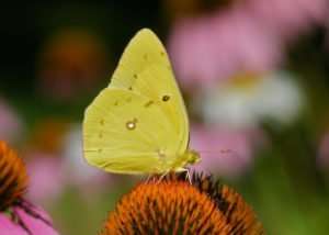 Clouded Sulphur Butterfly (Colias philodice) photo by Gail E Rowley Ozark Stream Photography