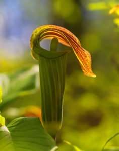 Arisaema triphyllum Jack in the Pulpit photo by Gail E Rowley Ozark Stream Photography
