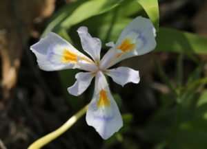 Native Crested Iris by Gail Iris cristata is a rare native Iris